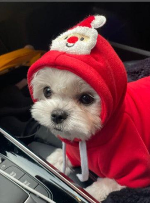 Festive Pet Holiday Sweater - Stylish Christmas Day Clothing For Pets