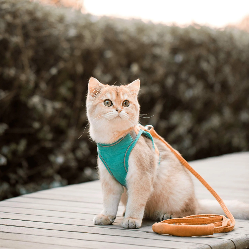 Reflective Vest Pet Harnesses With Leash Set