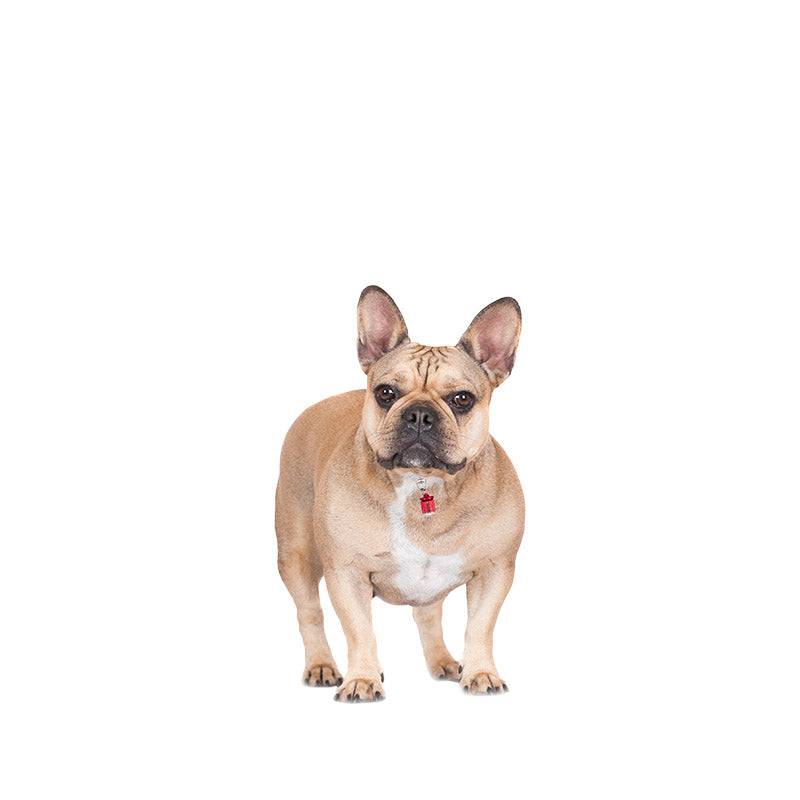 Flashing LED Pet Safety Blinkers™
