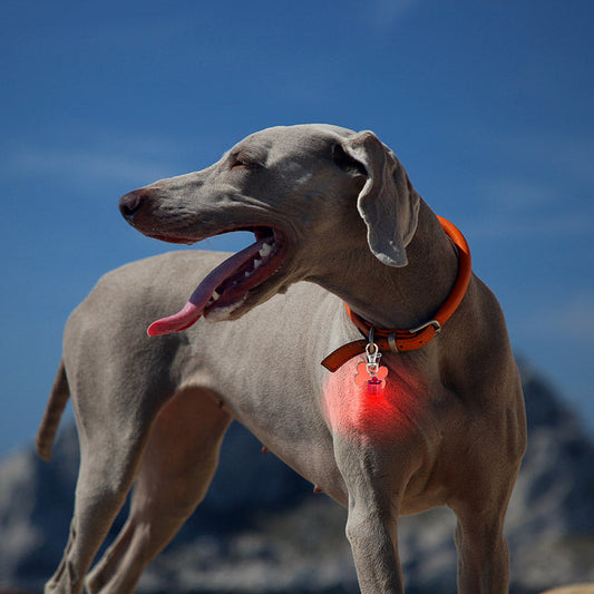 Flashing LED Pet Safety Blinkers™